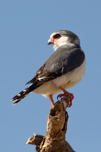 falcon